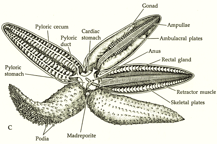 Bottom Side Of A Starfish Diet