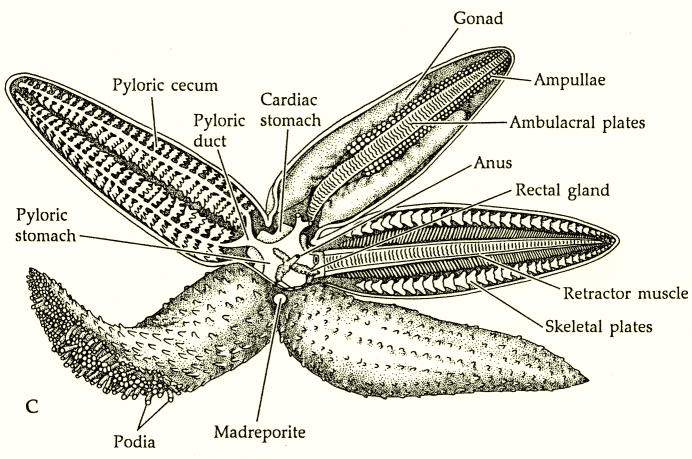 What sort of digestive system does a crayfish have?