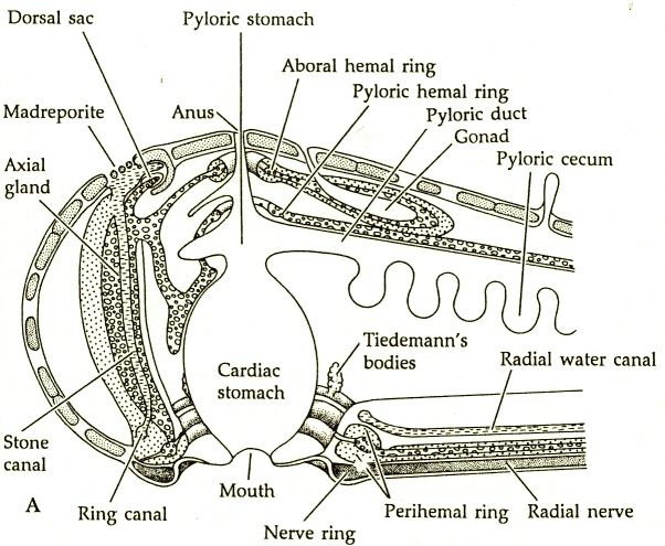 How does the water vascular system of a sea star function?