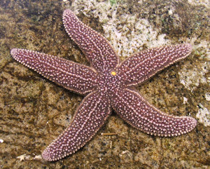 What Are Starfish? Taxonomy.