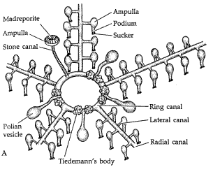 It's in the central part of the starfish. A Radial Canal runs down the
